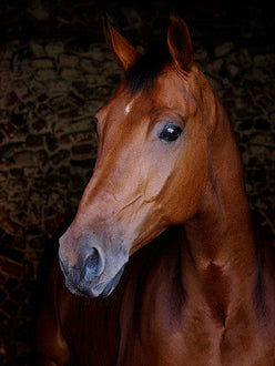 What Can CoQ10 Do For Your Horse