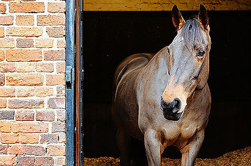 Benefits of hay steaming with Haygain