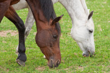 Equine Gastric Ulcer Syndrome (EGUS)