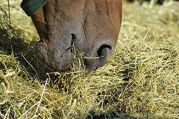 The Essentials of Feeding Performance Horses