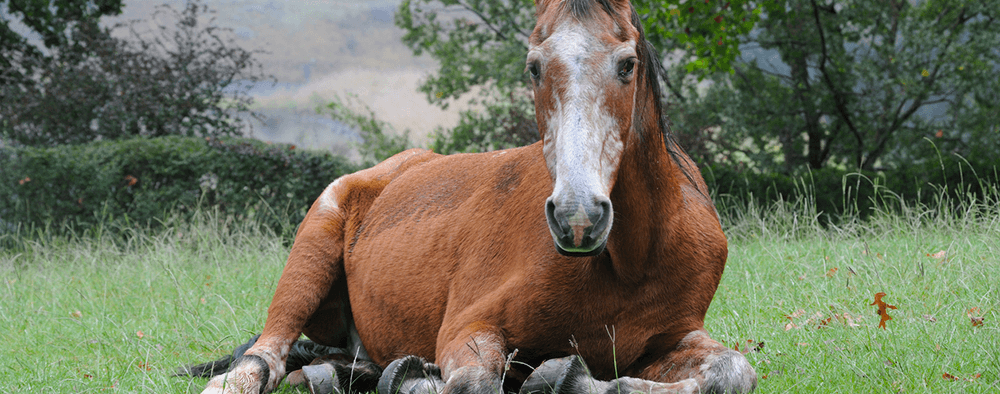 Managing the Veteran Horse